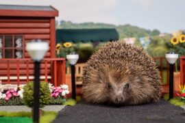 Hedgehog-Holiday-Park