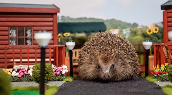 Hedgehog-Holiday-Park